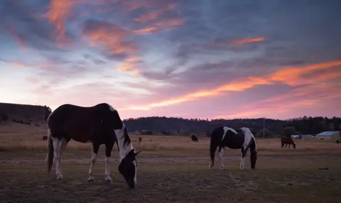 Horses graze in a field at sunset under a dramatic cloudy sky.