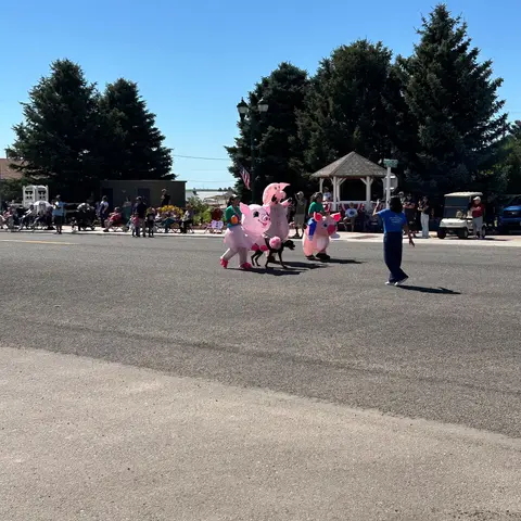 People in inflatable pig costumes walk down a street during a parade.