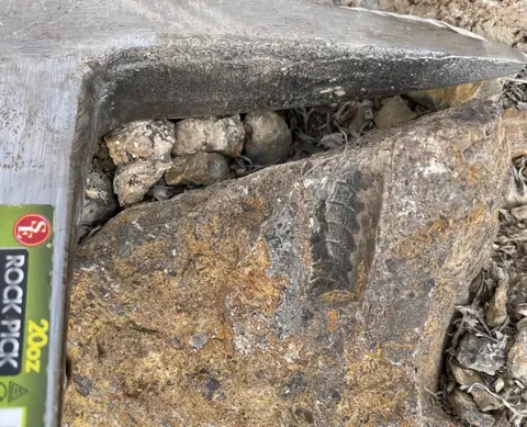 A rock pick rests beside a fossil embedded in a rock.
