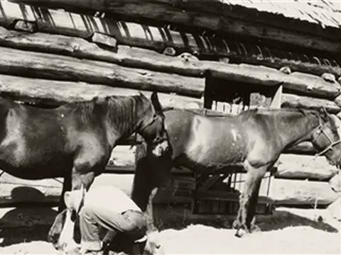 Black and white historic photo of a person working with horses in front of a log structure.