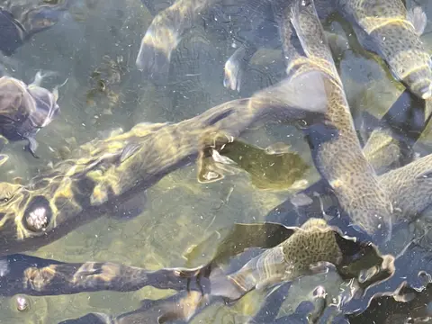 A group of speckled fish swim together in shallow water.