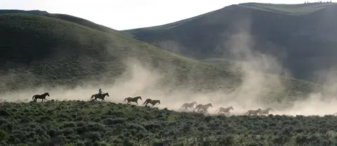 A rider and a herd of horses kick up dust while running across a grassy hillside.