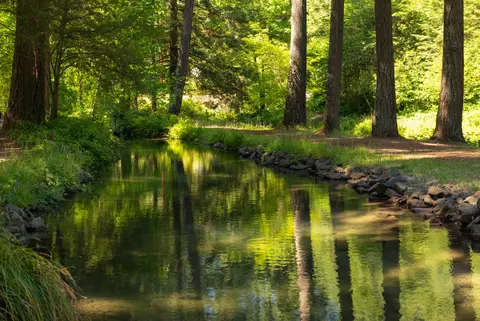 Waterway at Leaburg Hatchery.