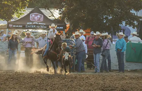 A person on a horse ropes a calf in a rodeo arena.