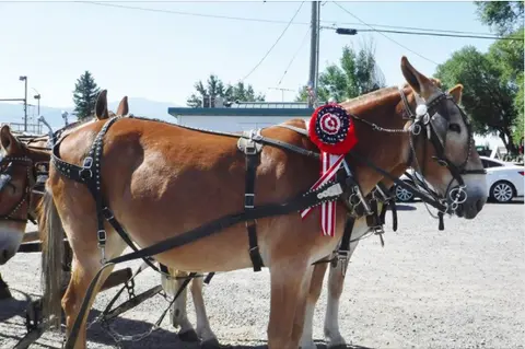 A harnessed mule wearing a red rosette ribbon stands outdoors.