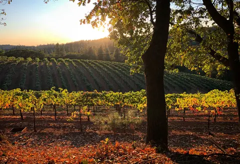 A vineyard in autumn at sunset with rows of grapevines and trees in the foreground.