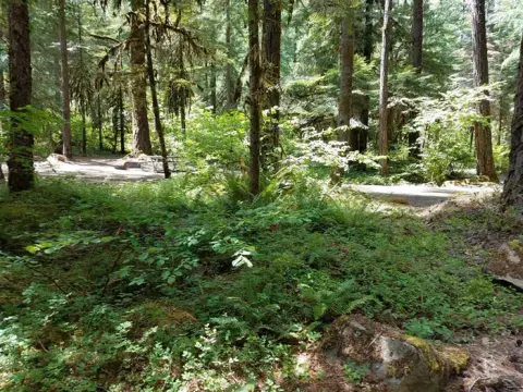 A dense green forest with tall trees and lush undergrowth.