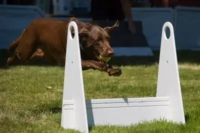 A brown dog jumps over an agility hurdle while holding a ball.