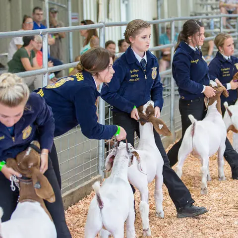 Young people show goats in an arena.