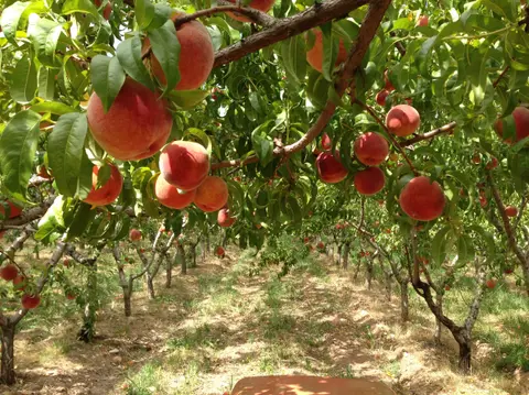 Ripe peaches hang from the branches of trees in an orchard.