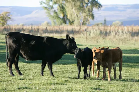 A cow and three calves stand in a pasture.