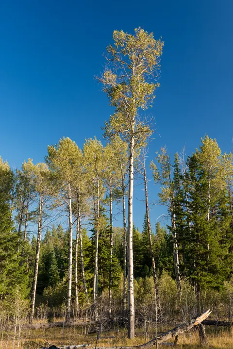 Aspen trees, Blue Mountain Scenic Byway.