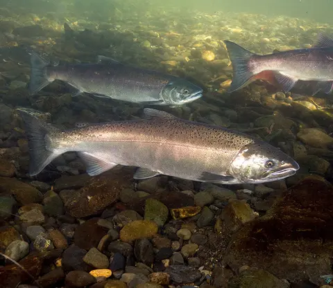 Several salmon swim in a shallow, rocky river.