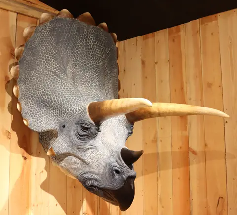 A mounted model of a triceratops head on a wooden wall.