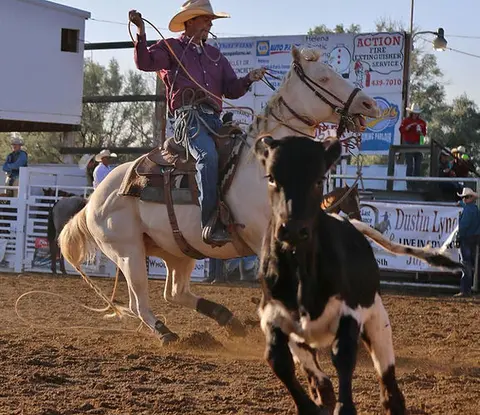 A cowboy on a white horse lassos a calf in an arena.