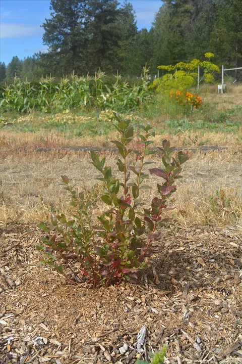 A small shrub planted in mulch with a garden in the background.