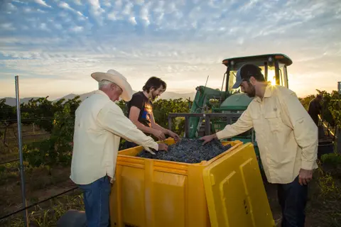 Three people harvest grapes into a yellow bin in a vineyard.