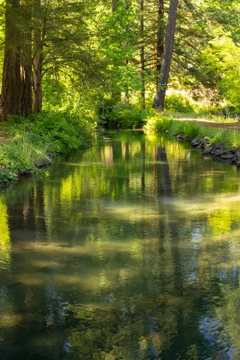 Waterway at Leaburg Hatchery.