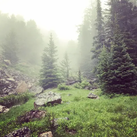 A foggy landscape featuring evergreen trees and rocky terrain.