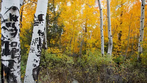 A forest of aspen trees with yellow leaves in autumn.