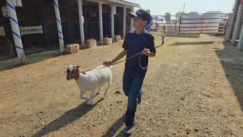 A boy leads a goat on a leash near a barn.