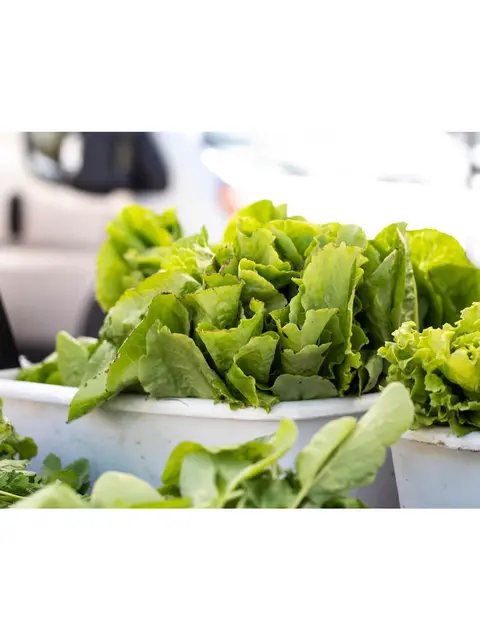 Fresh green lettuce heads in containers at an outdoor market.