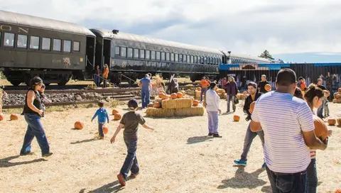 People visit a pumpkin patch near a train.