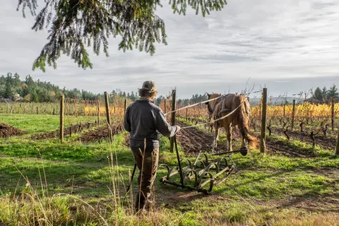 A person works in a vineyard with a horse-drawn cultivator.