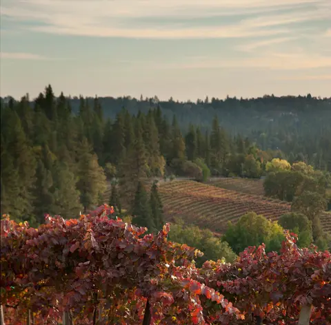 A vineyard with reddish-brown leaves in the foreground and rolling hills and forests in the background.