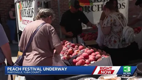People select fresh peaches at a market stall during a peach festival.