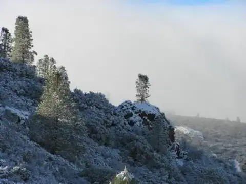 A snowy hillside covered in trees under a foggy sky.