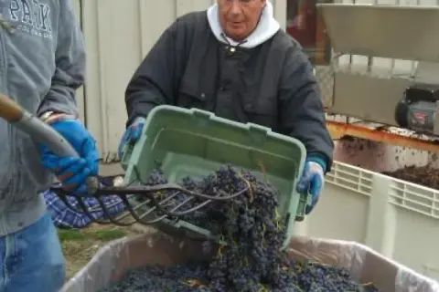 Two people pour grapes into a large bin.