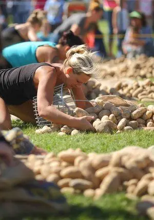 People harvest potatoes in a field during an event.