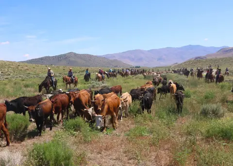 A herd of cattle being driven across a landscape by riders on horseback.
