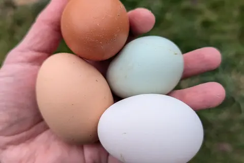 A hand holds four differently colored eggs.