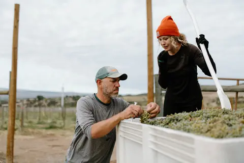 Two people working outdoors near a large bin of grapes.
