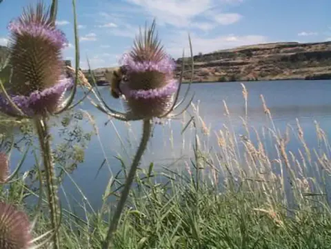 Purple thistle flowers bloom near a body of water with hills in the background.