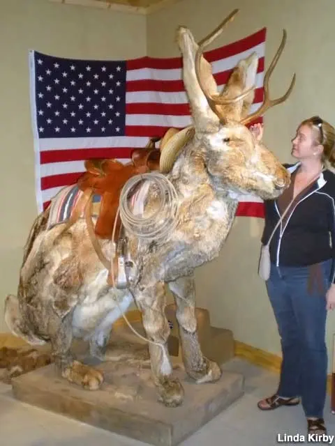 A taxidermy jackalope with antlers is displayed indoors in front of an American flag.