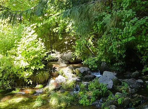 A small rocky stream flows through a lush green forest.