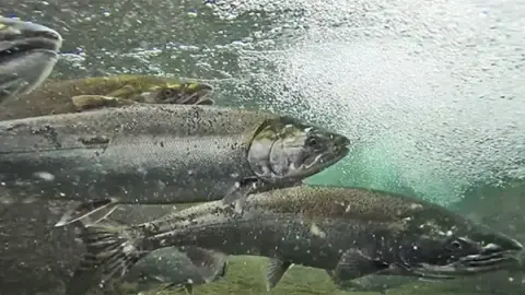 Underwater photograph of several salmon swimming in a river.
