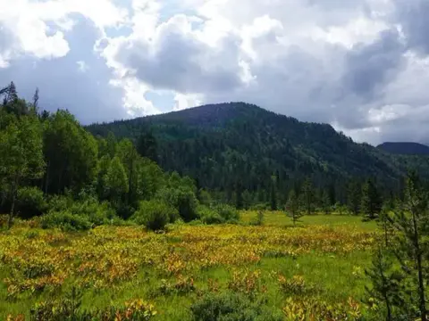A grassy meadow with yellow wildflowers beneath a forested mountain and cloudy sky.
