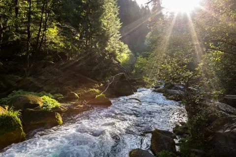 A rushing stream flows through a lush, sunlit forest.