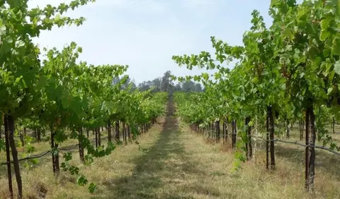 A vineyard with rows of grapevines.