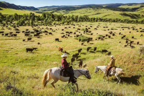 Two cowboys on horses herd cattle across a grassy valley.