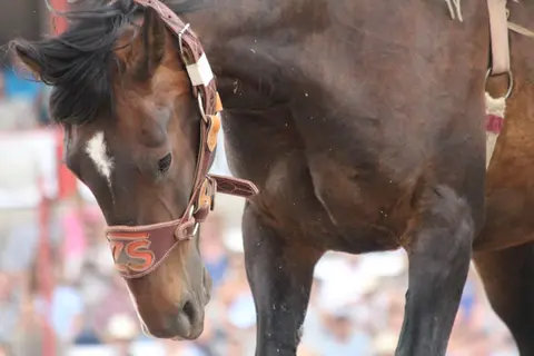 A close-up view of a brown horse wearing a decorated bridle.