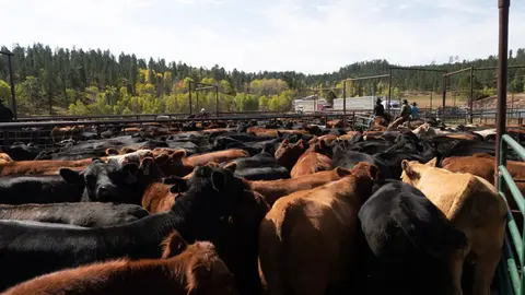 A large herd of cattle fills corrals outdoors with trees in the background.