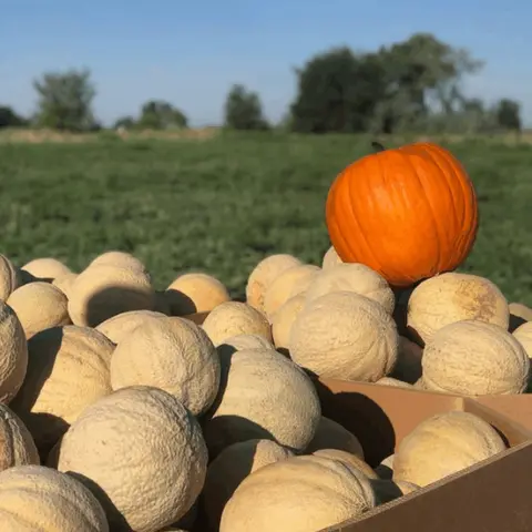 A single bright orange pumpkin sits atop a large pile of harvested cantaloupes in a field.
