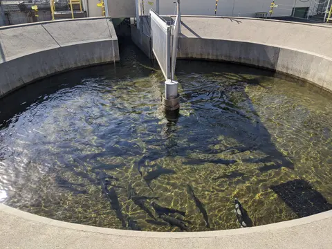 An outdoor circular concrete pool filled with clear water and swimming fish.