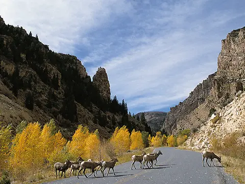 A herd of bighorn sheep crosses a paved road through a mountainous canyon with autumn-colored trees.