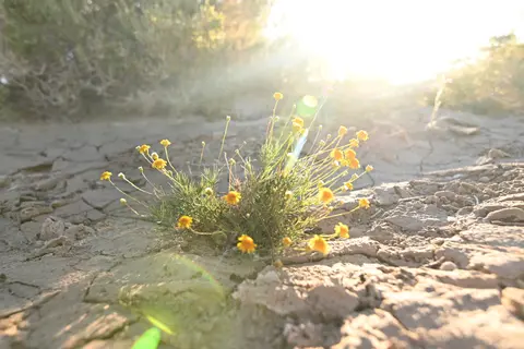 A small cluster of yellow wildflowers grows out of dry, cracked ground under bright sunlight.